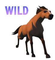 wild spirit scam-free|Amazon.com: Wild Spirit.